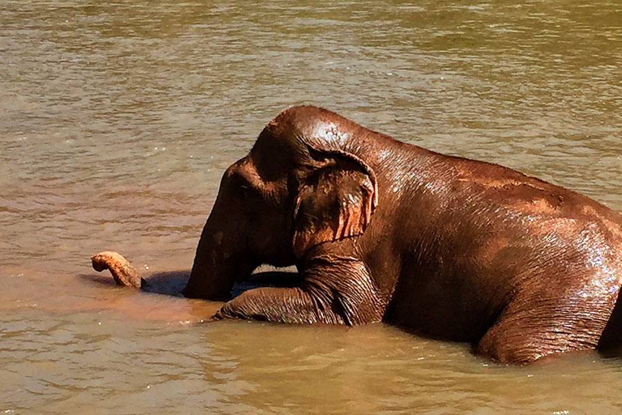 River lounging elephtant