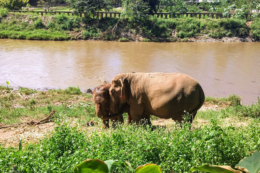 Elephants with snuggling trunks