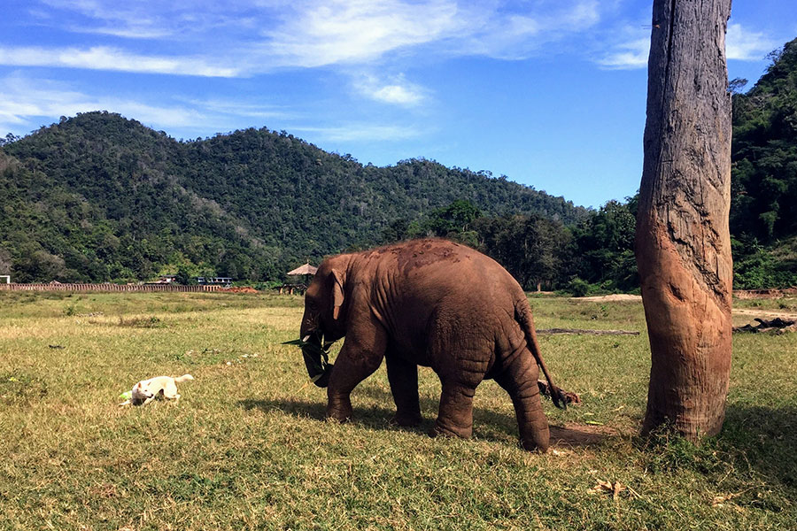 Elephant and dog buddy at the sanctuary