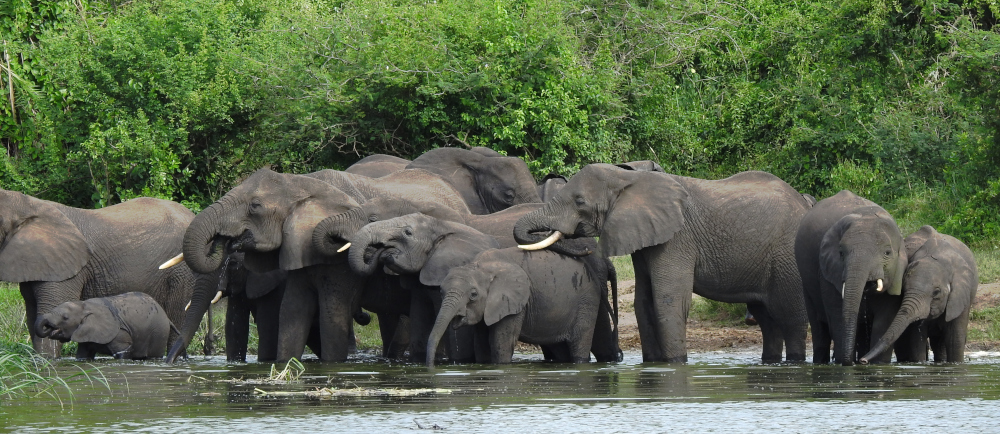 Elephant Herd at Queen Elizabeth National Park