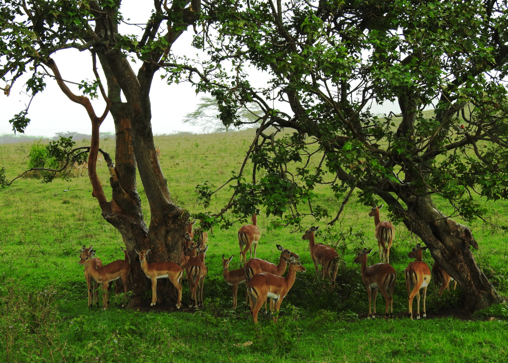 Gazelles Taking Cover from the Rain