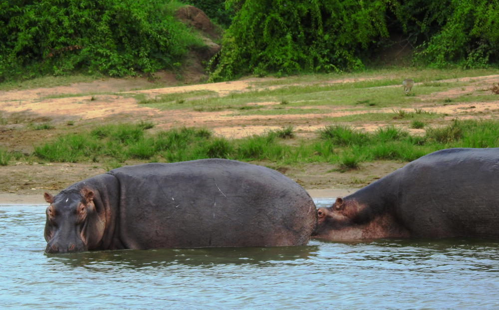 Hippos Uganda