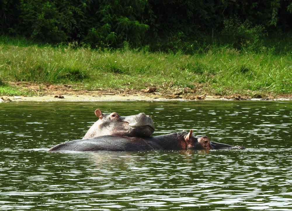 Hippos