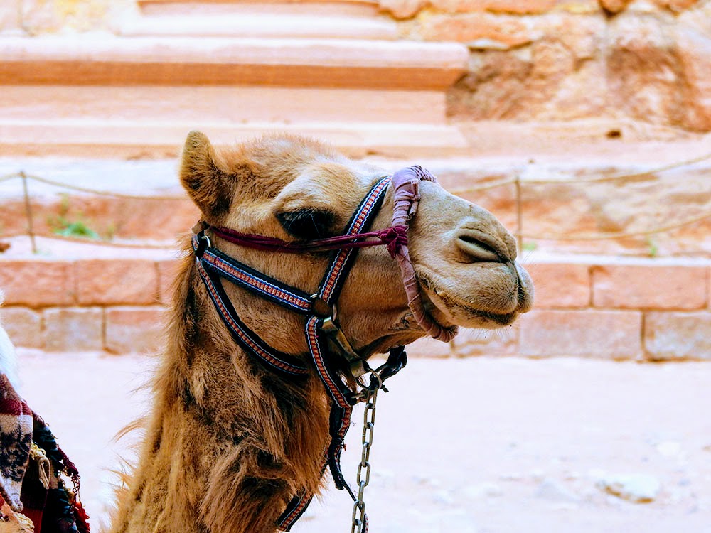 Camel Inside Petra