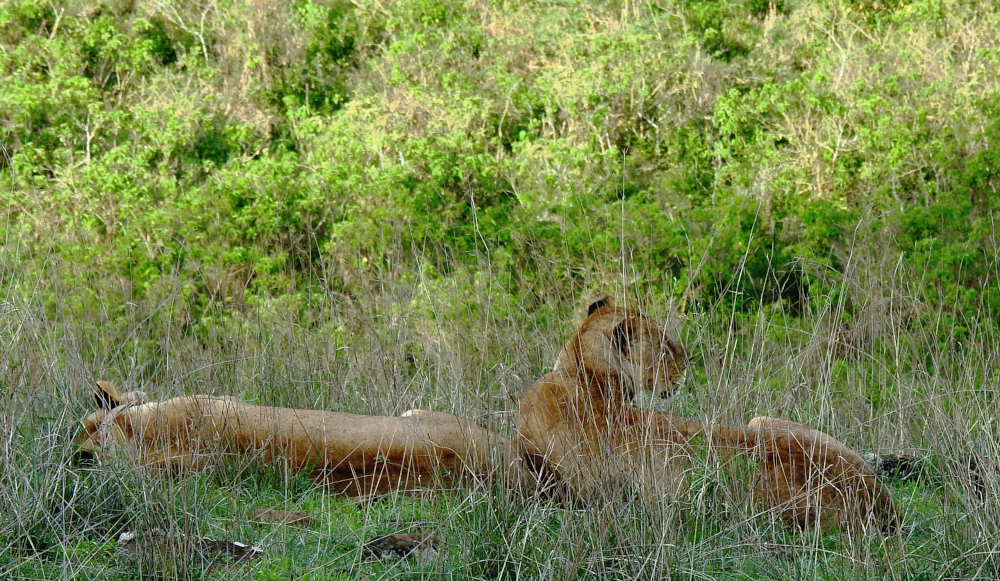 Lazy Lions at Nakuru