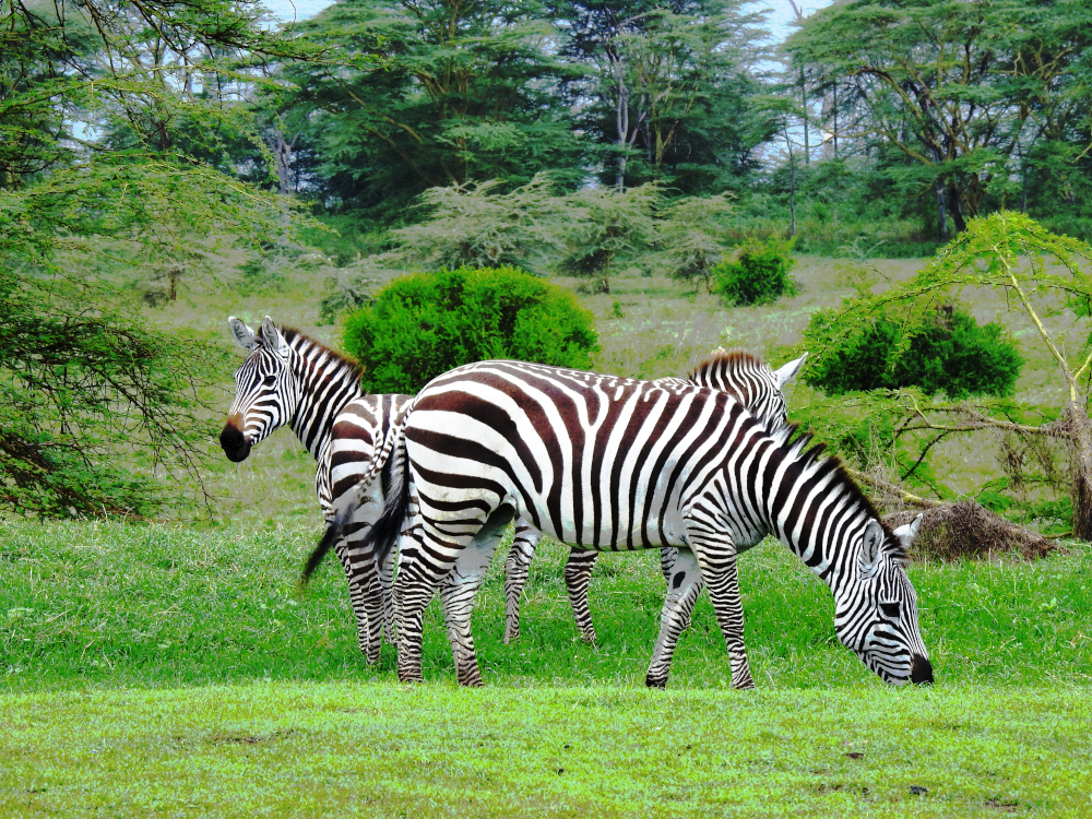 Zebras at Nakuru