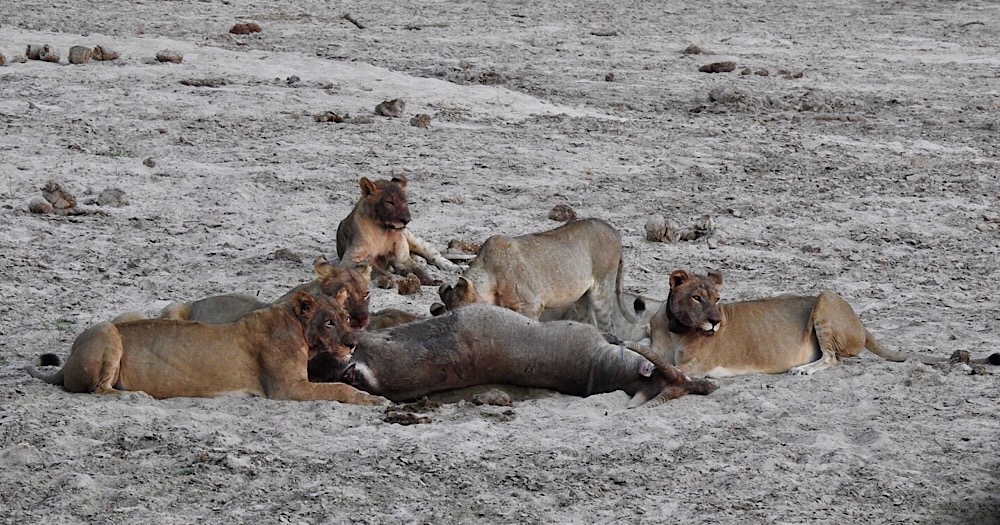 Lions Feasting on a Water Buck