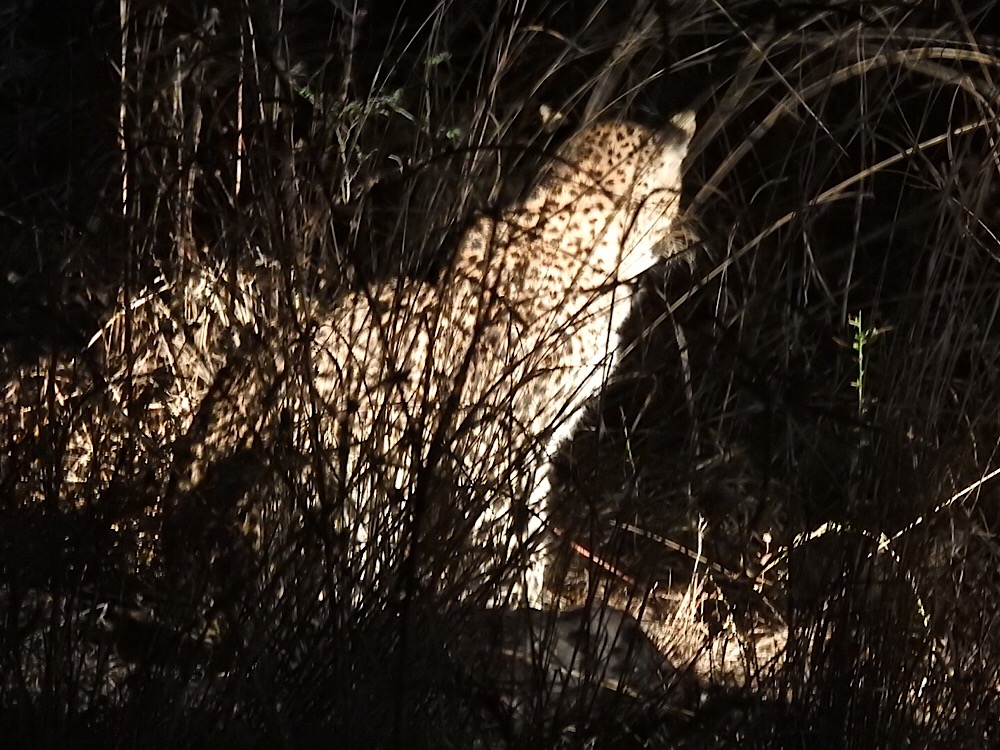 Leopard Spotted on Night Game Drive