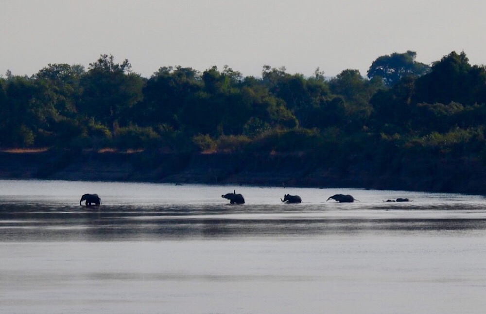 Elephants Luangwa River