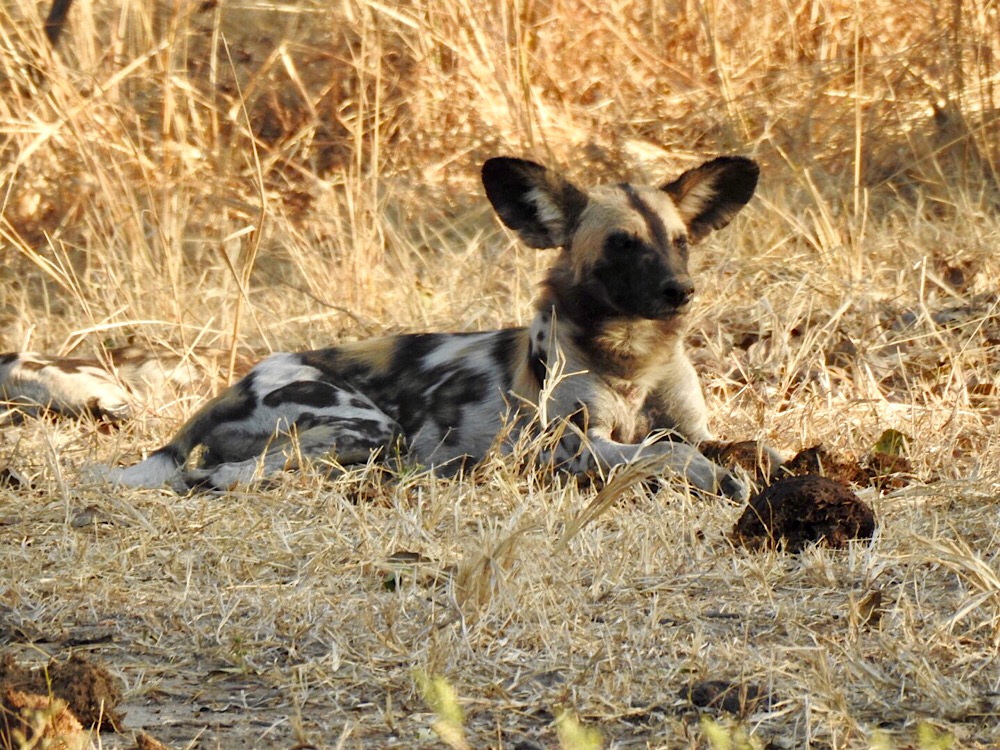 Wild African Dog 