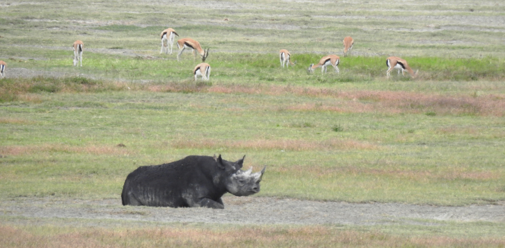 Black Rhino Ngorongoro Crater