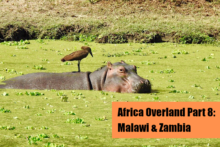 Zambia Hippo Cover Image