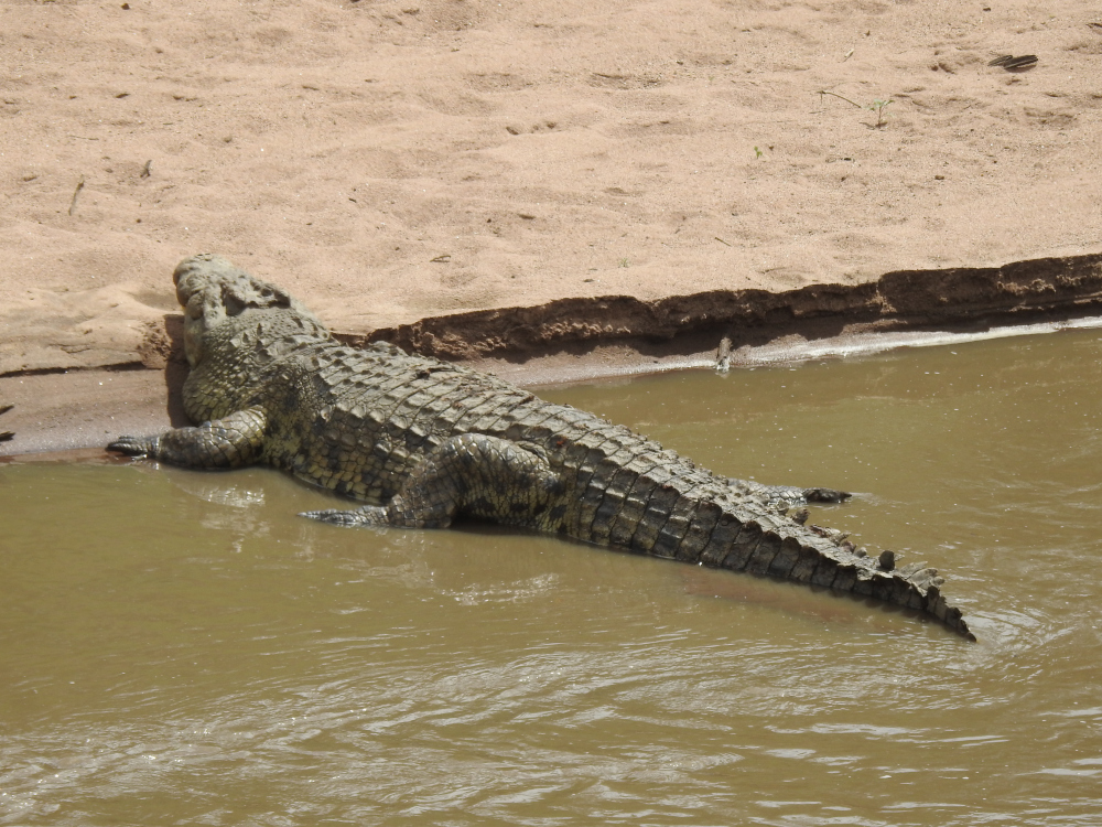 Crocodile Maasai