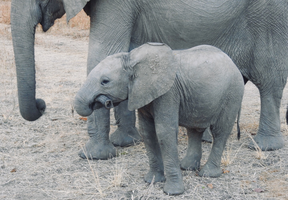 Baby Elephant at South Luangwa National Park