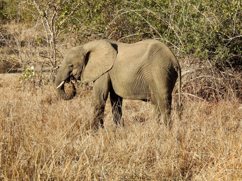 Adult Elephant South Luangwa National Park