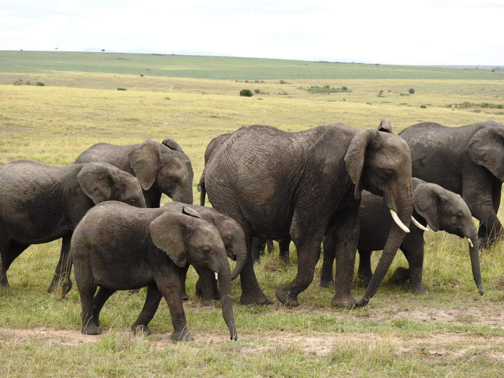 Maasai Mara Elephant Herd