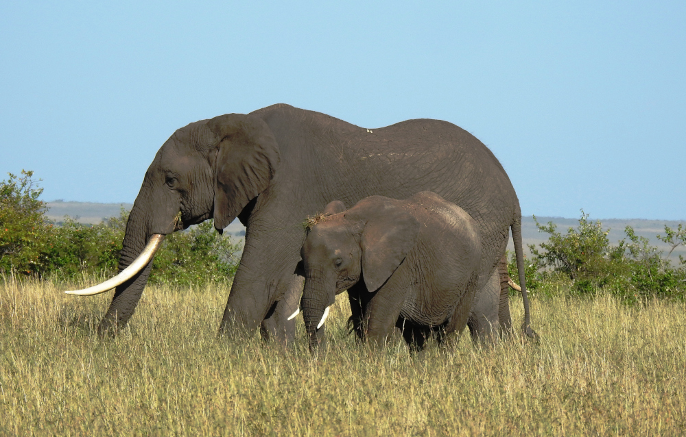 Elephants Maasai Mara