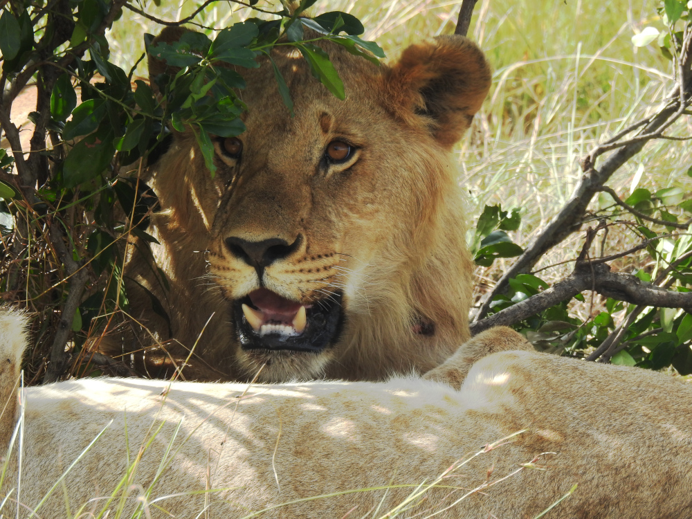 Maasai Mara Lions