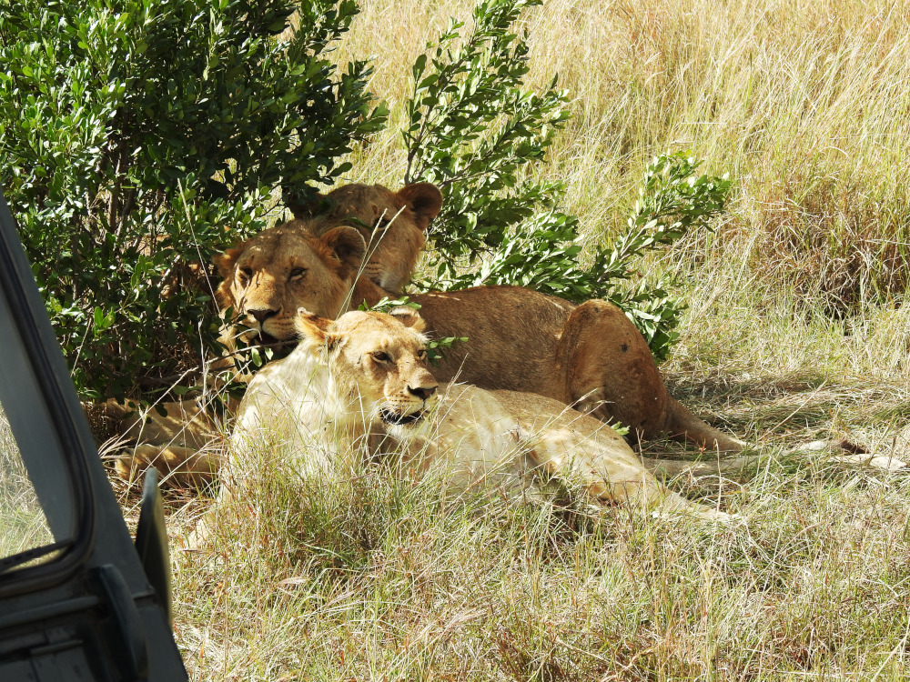 Maasai Mara Lions