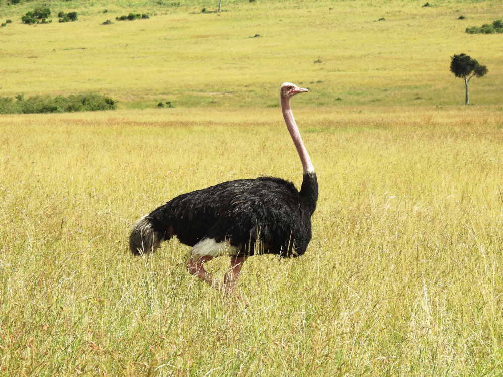 Maasai Ostrich