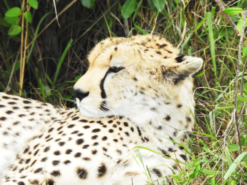 Maasai Mara Cheetah