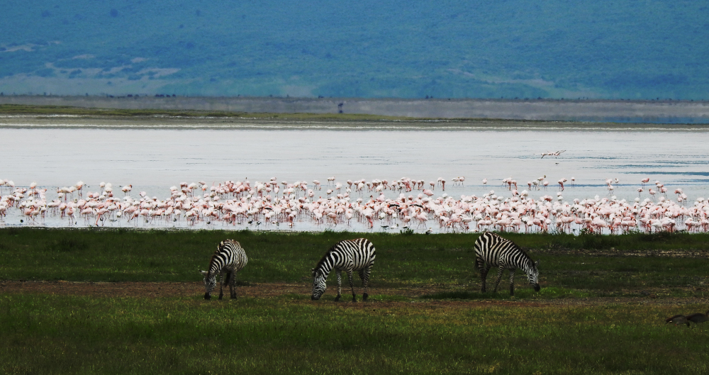 Zebras Ngorongoro Crater