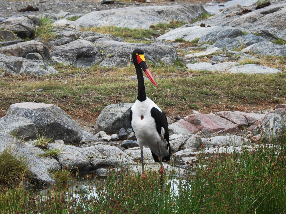 Saddle-billed Stork