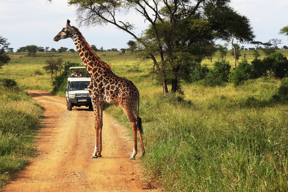 Giraffe Crossing