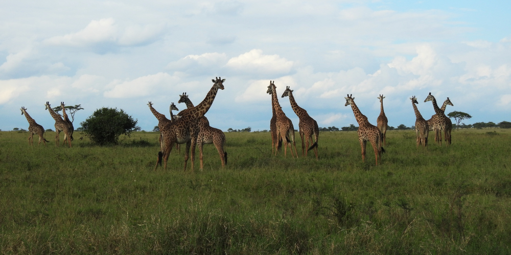 Tower of Giraffes