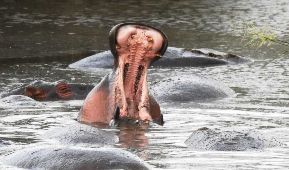 Yawning Hippo