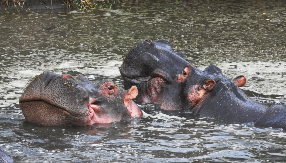 Hippos