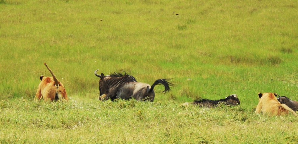 Lions Wildebeests