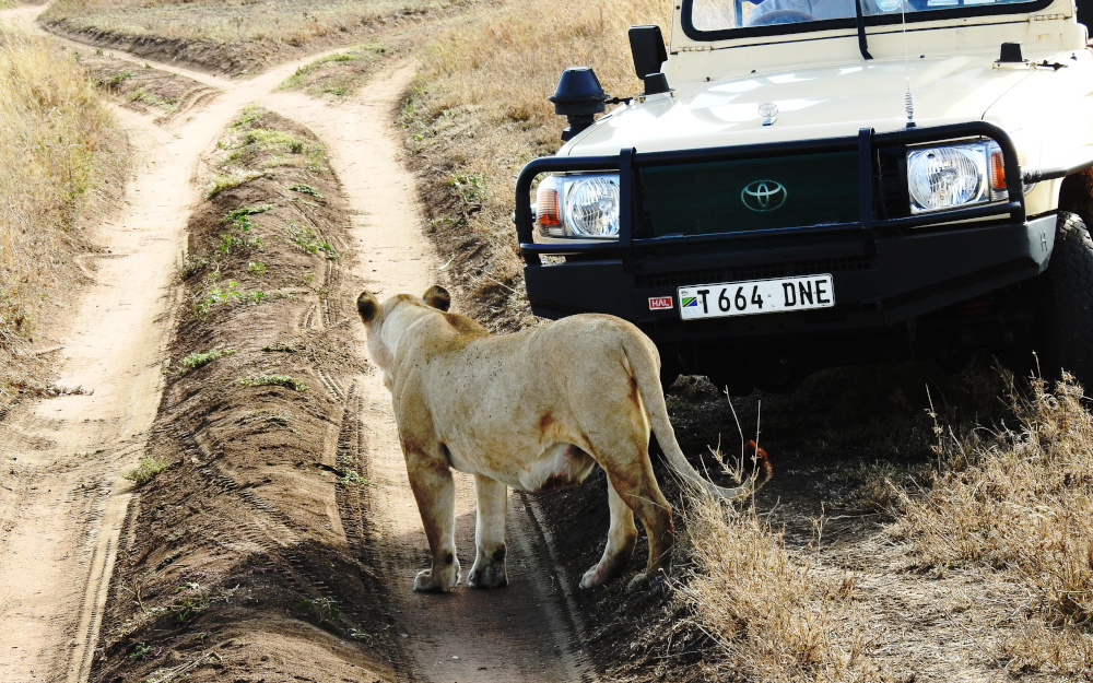 Lion Serengeti