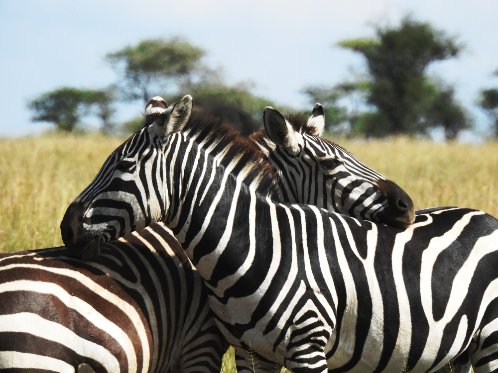 Zebra Hug