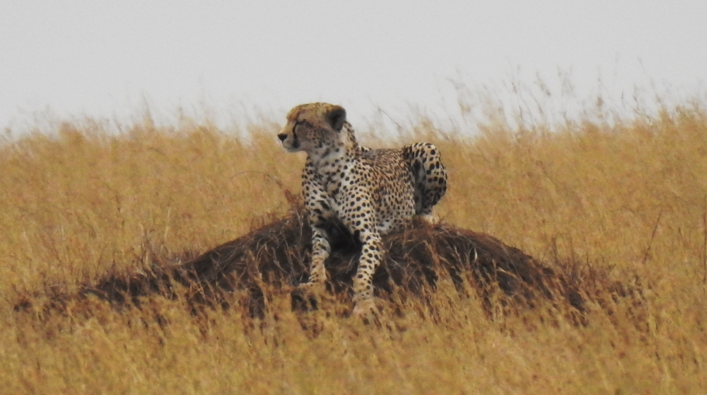 Serengeti Cheetah