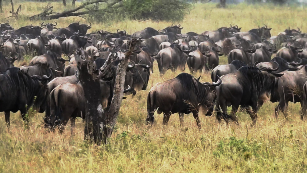 Serengeti Migration