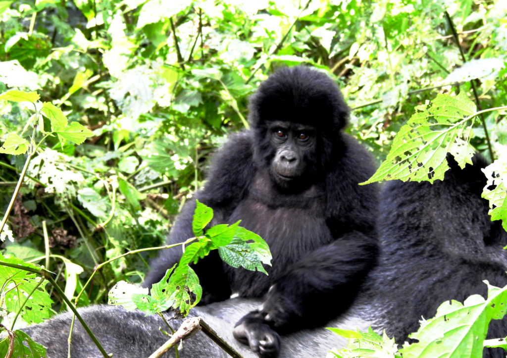 Baby Gorilla Sitting on the Back of the Silverback