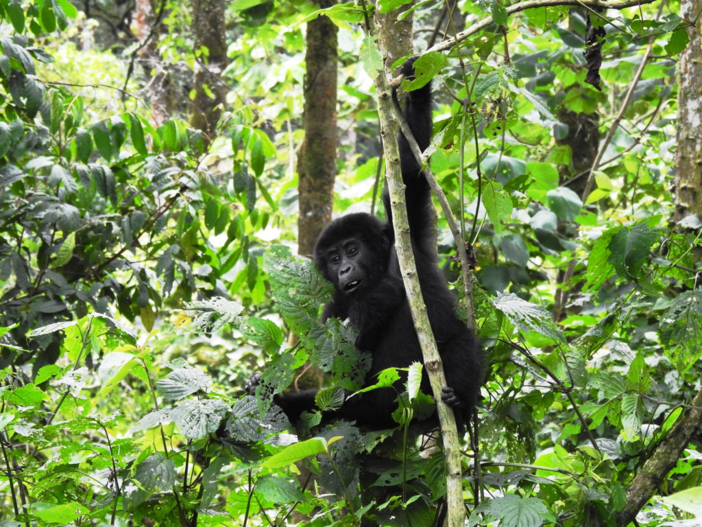 Uganda Baby Gorilla 4