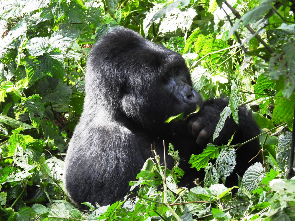 Uganda Male Gorilla