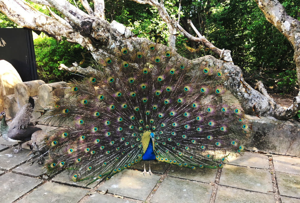 Changuu Island Peacock