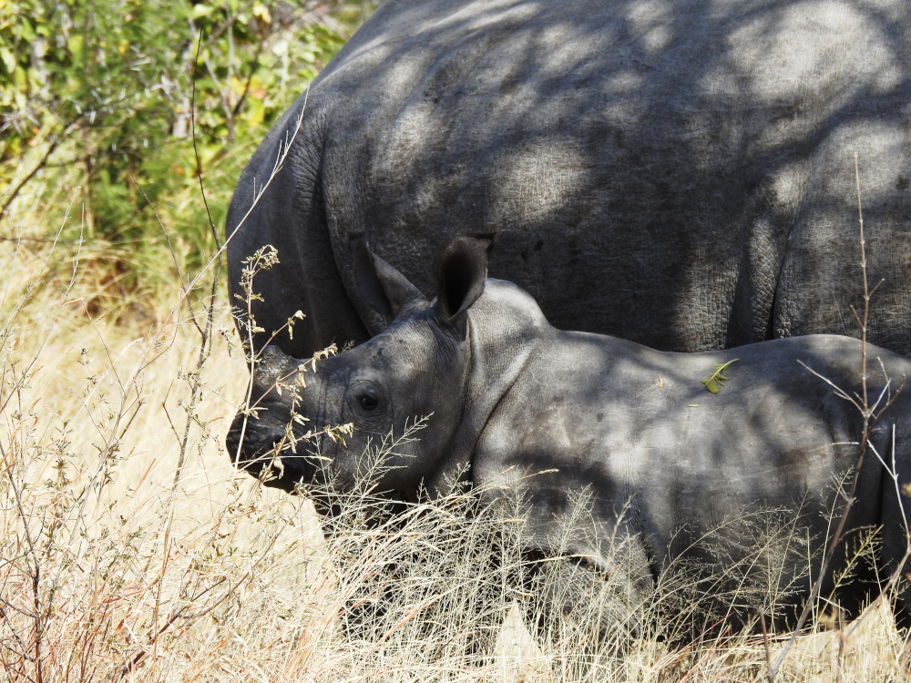 Rhinos in Matobo National Park