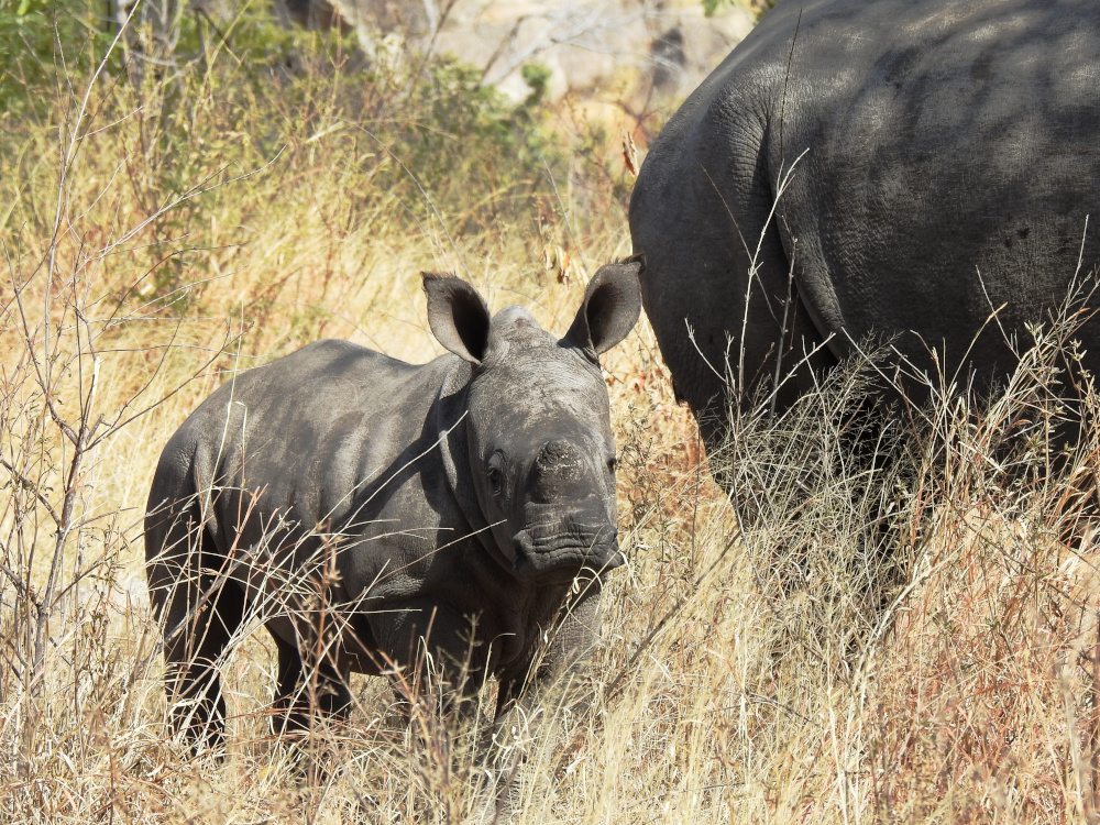 Baby Rhino in Matobo National Park