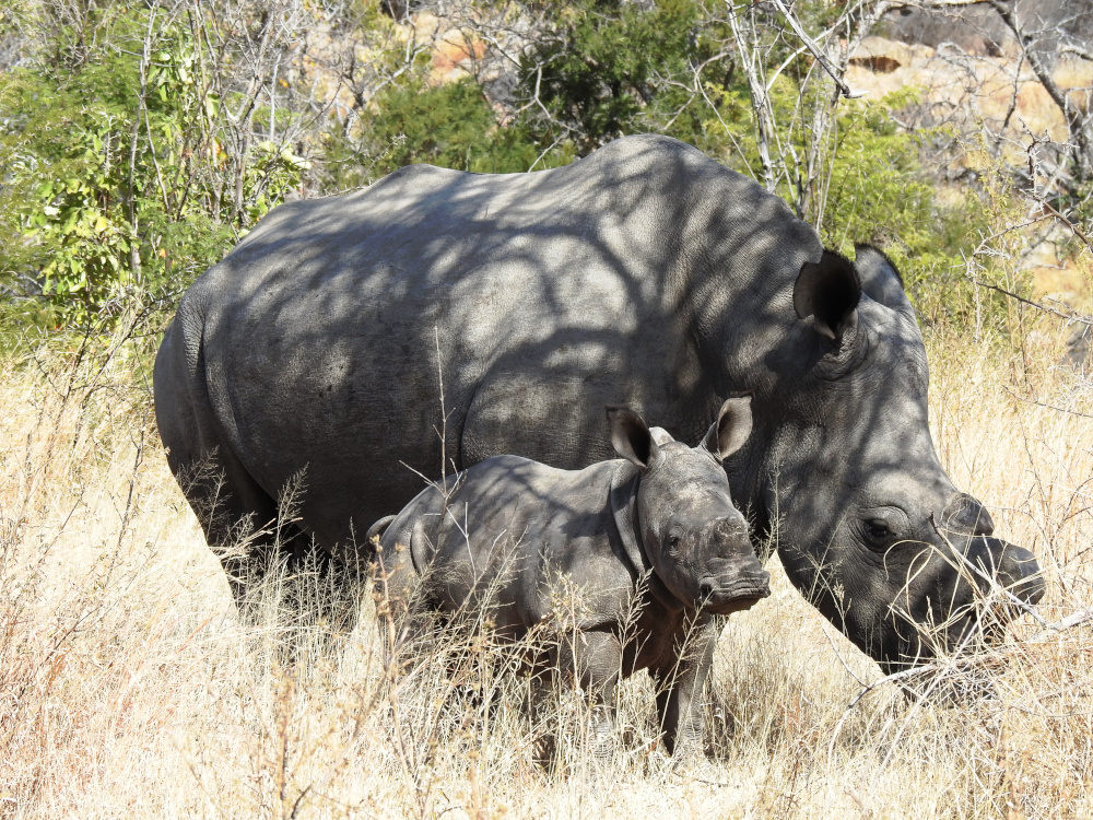 Rhinos in Matobo National Park