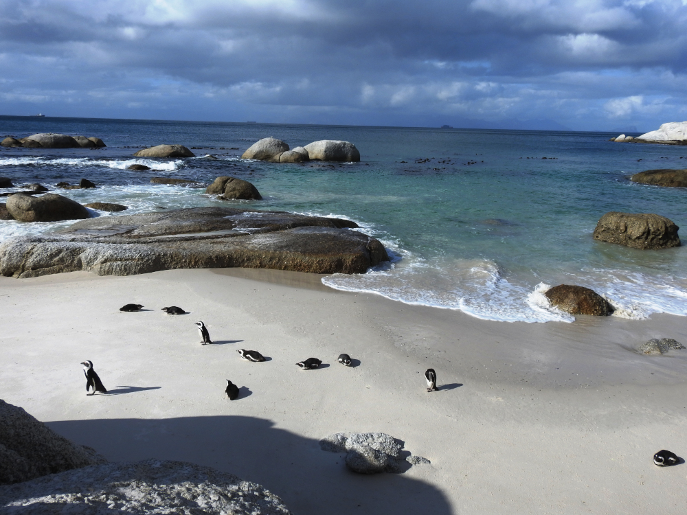 Boulders Beach Penguins