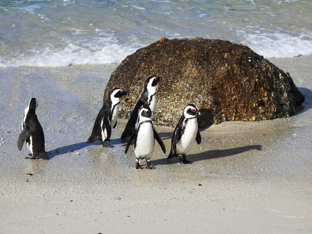 African Penguins