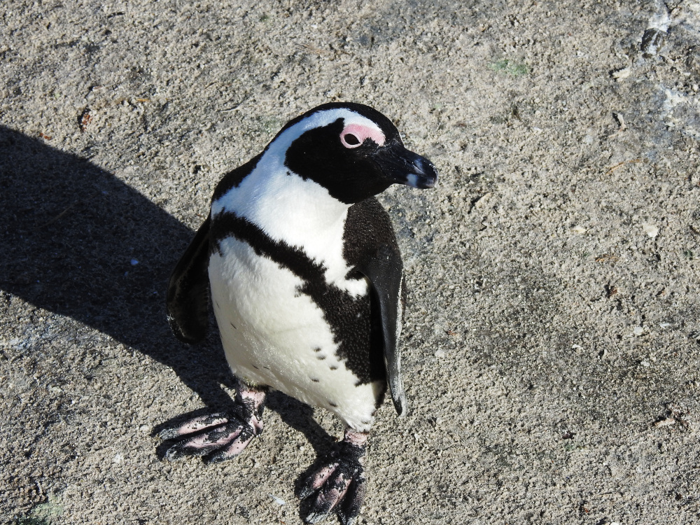 African Penguin