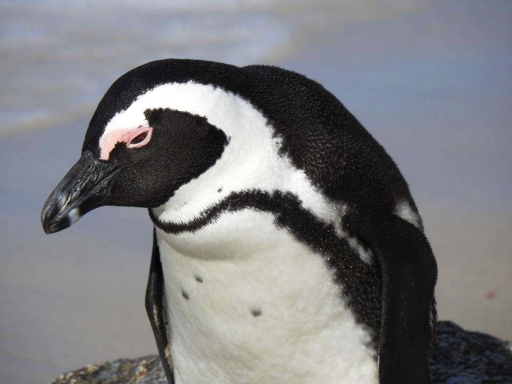 African Penguin