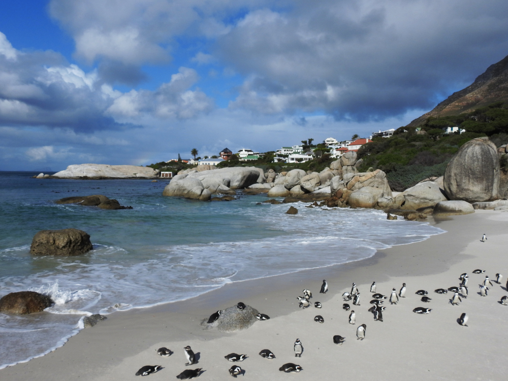 Boulders Beach Penguins