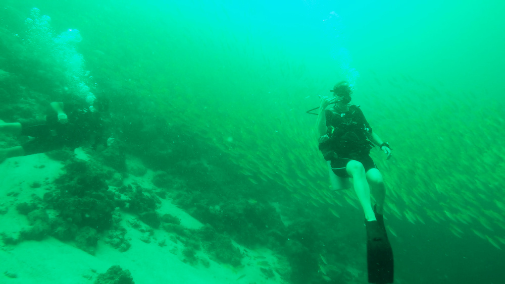 Swimming with School of Snapper