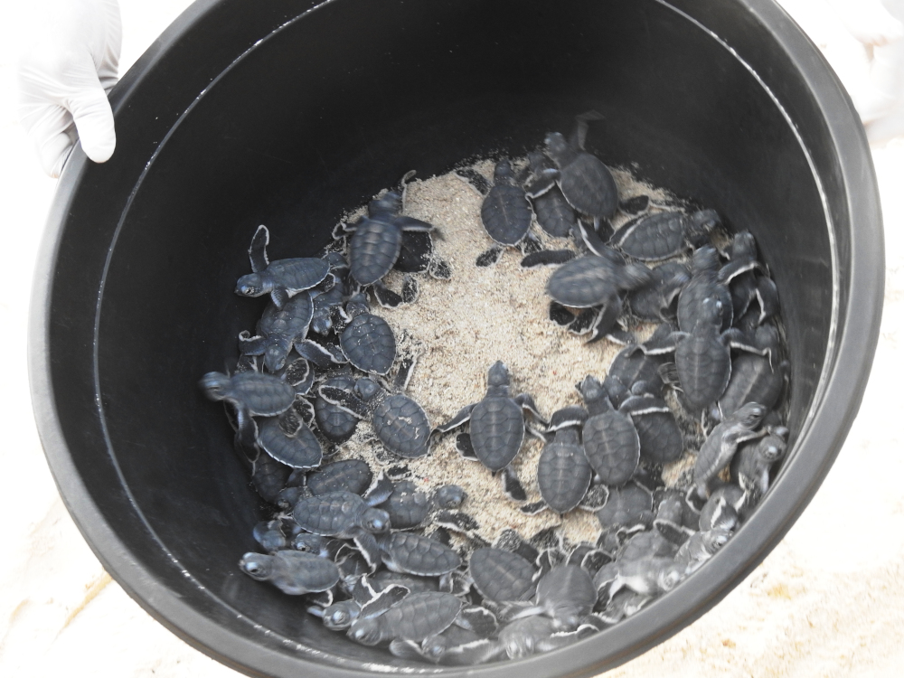 Baby Turtle Release by Mabul Turtle Hatchery